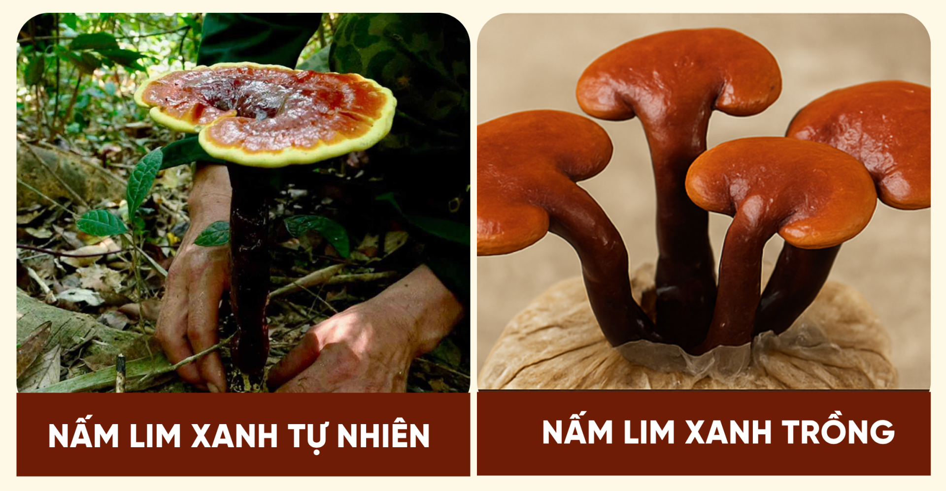 nấm lim xanh tự nhiên